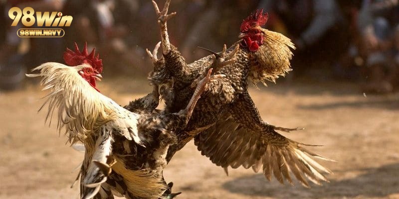 Hình thức đá gà online 98WIN nổi bật nhất