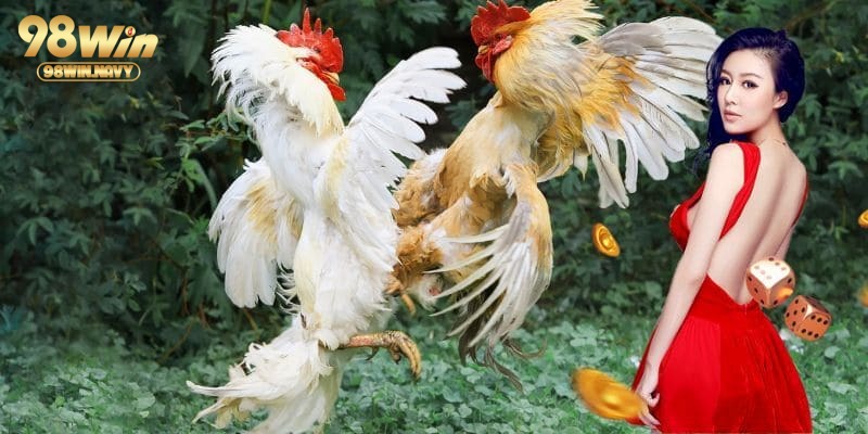 Điểm khác biệt giữa hình thức đá gà truyền thống và hiện đại